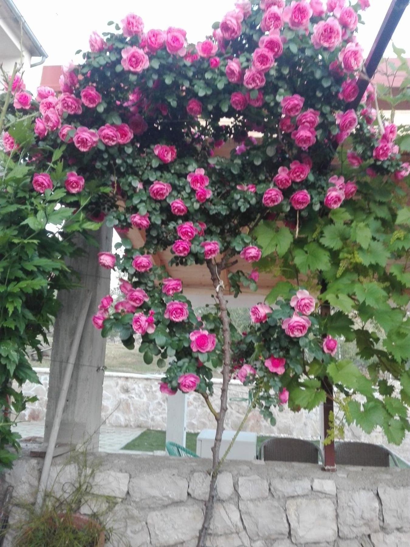 Dalmati House Hotel Brodarica  Exterior photo